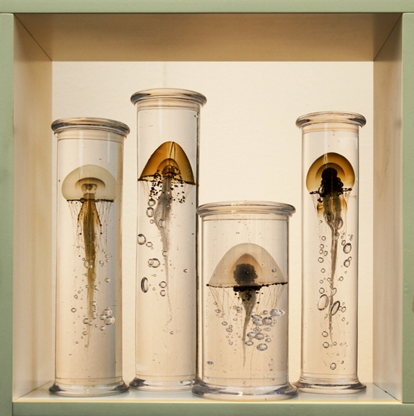 1047 - 4 JELLY FISH IN GLASS - WONG YIN - united kingdom.jpg